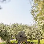 Maslina Seget (Umag)