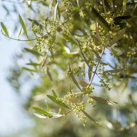 Maslina 4*