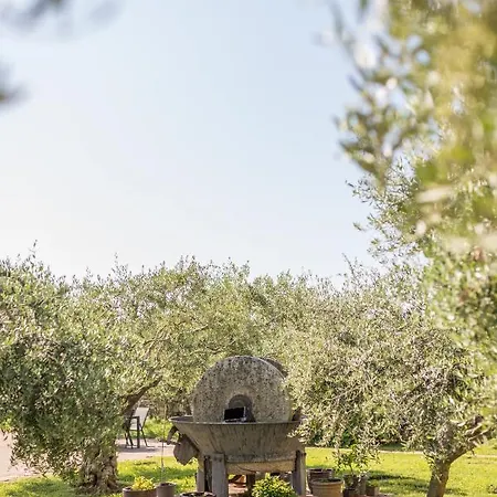 Maslina Seget (Umag)