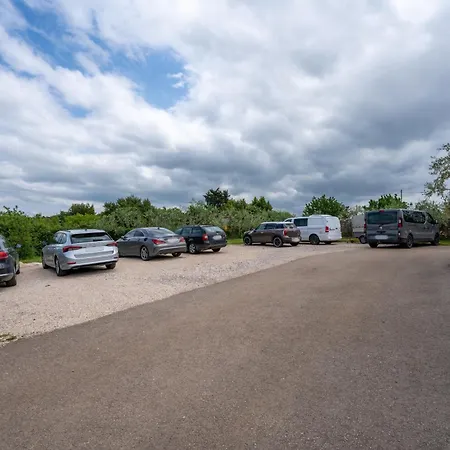 Maslina Seget (Umag)