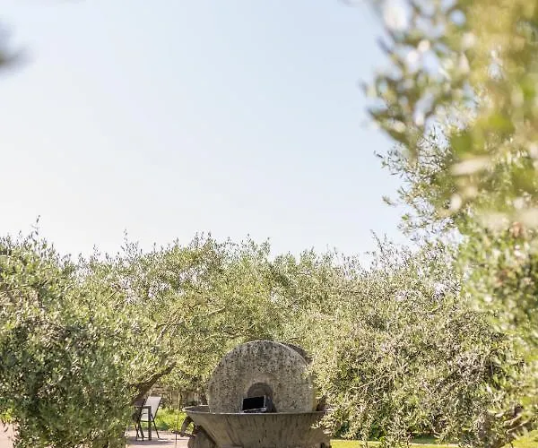 Maslina Seget (Umag)